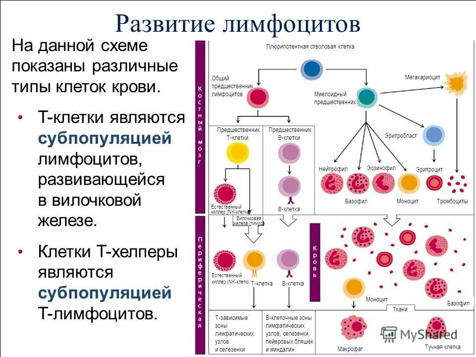 Стадии развития крови. Схема образования т и в лимфоцитов. Схема дифференцировки т и в лимфоцитов. В-лимфоциты типы клеток. Стадии развития лимфоцитов.