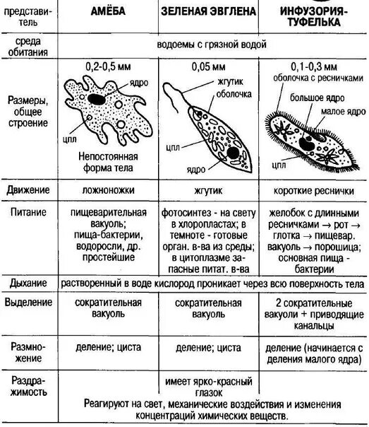 Самостоятельная работа № 3. Морфофункциональная характеристика опорно-двигательн