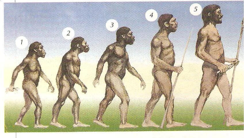 Эволюционные предков человека. Этапы эволюции человека,хомо сапиенс. Хомосапиенс австралопитек Эволюция. Австралопитек неандерталец хомо сапиенс. Питекантроп неандерталец сапиенс.