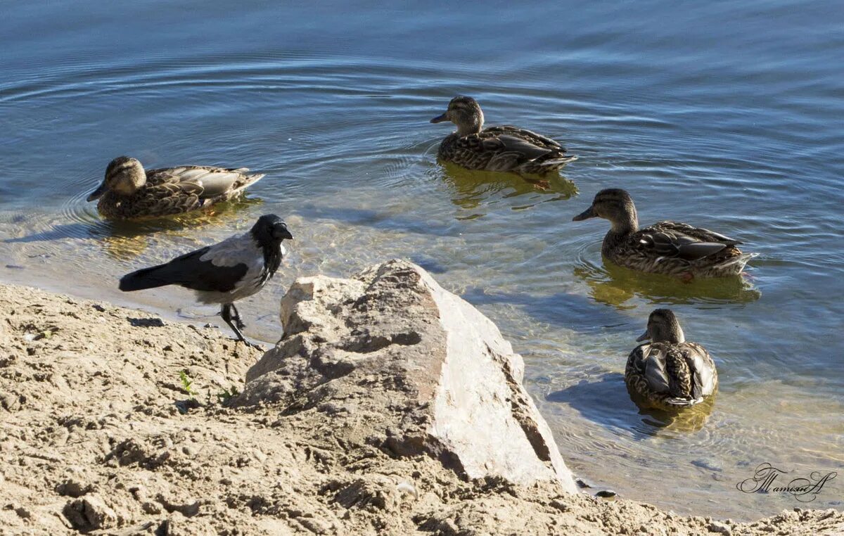 Ворона и утёнок. Ворона и утка. Гусь и ворон. Ворон утка. Ворон утка.