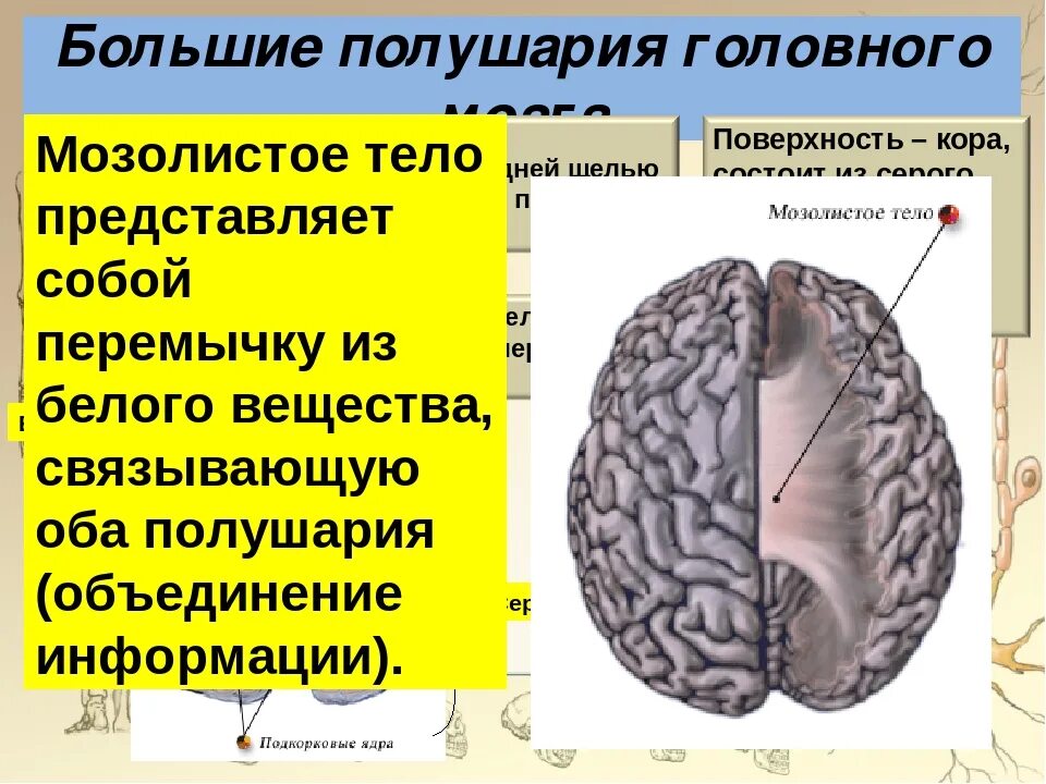 Большие полушария строение и функции. Большие полушария мозга строение и функции. Большие полушария головного мозга функции. Структура полушарий головного мозга. Строение и функции больших полушарий.