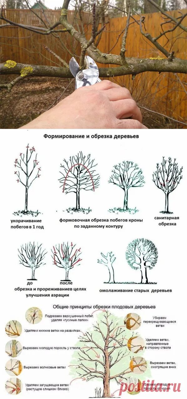 До какого можно обрезать деревья весной. Санитарная обрезка плодовых деревьев. Схема санитарной обрезки деревьев. Подрезка деревьев. Формовочная обрезка деревьев.