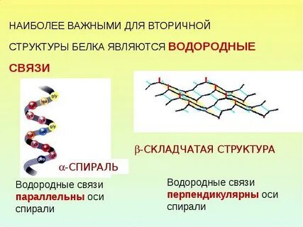 В а спирали белка водородные связи