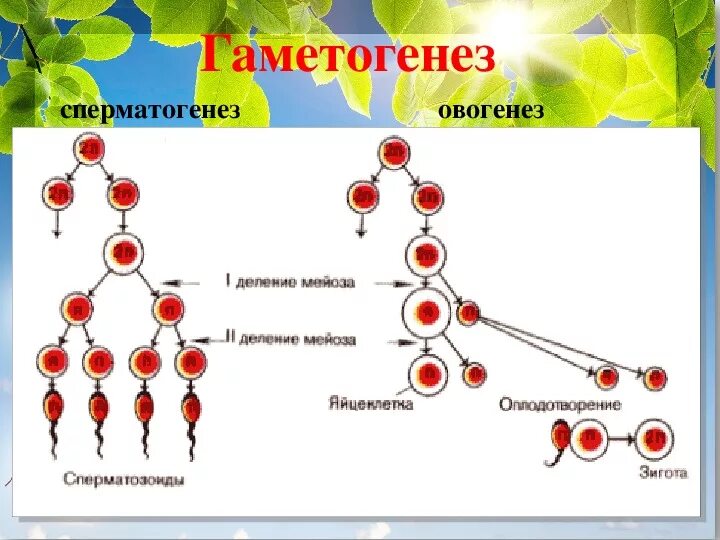 11 Класс сперматогенез и овогенез. Гаметогенез. Гаметогенез сперматогенез овогенез. Гаметогенез схема.