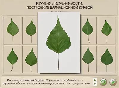 Лабораторная работа изучение изменчивости организмов 9 класс