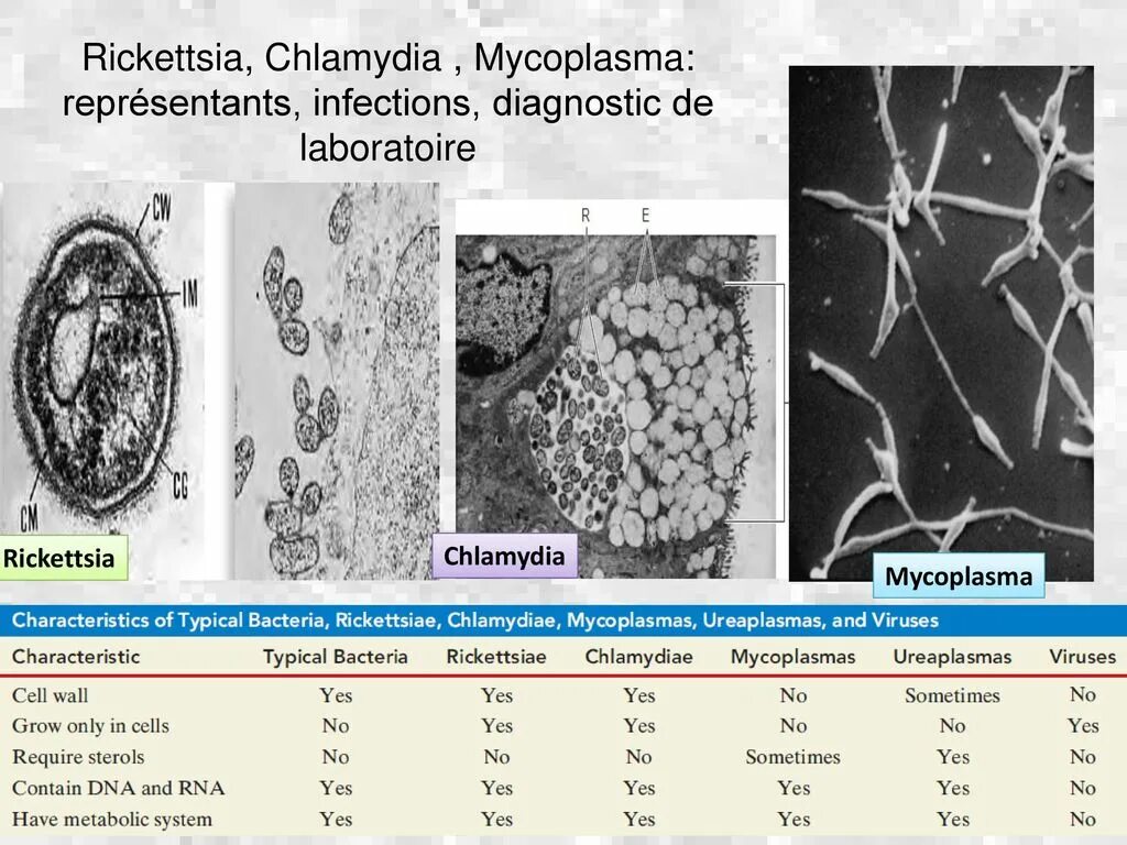 Chlamydia trachomatis mycoplasma genitalium. Микоплазмы препарат микробиология. Прокариоты микоплазмы. Микоплазмы микробиология морфология. Микоплазмы антигенная структура.