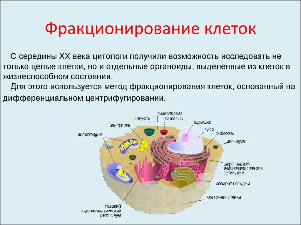 Какую клеточную структуру. Фракционирование клеточных структур методом центрифугирования. Метод фракционирования клеток. Фракционирование клеток и клеточного содержимого. Метод фракционирования в биологии.