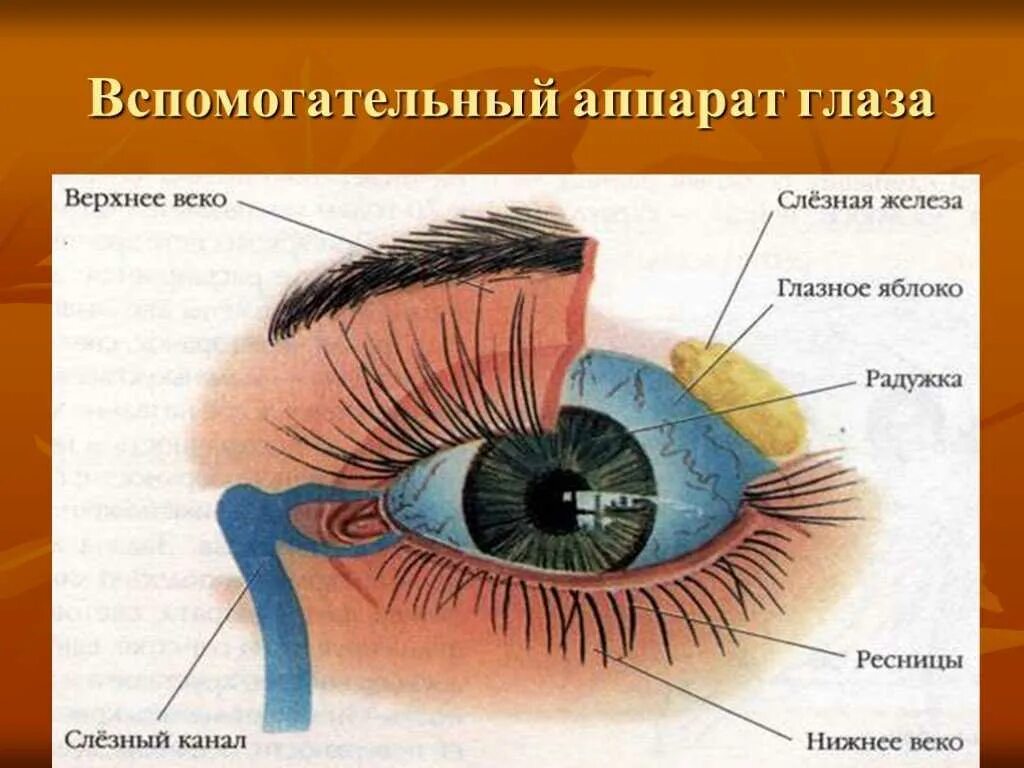 Сверху и снизу глаза. Строение глаза вид спереди. Вспомогательный аппарат глазного яблока. Внешнее строение глаза анатомия. Строение вспомогательного аппарата глаза схема.