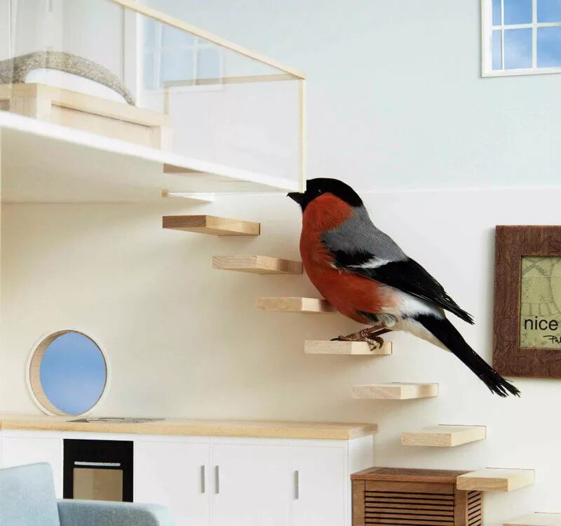 Home bird. Дом с птицами. Птицы для квартиры. Декоративные птицы для квартиры. Домашние птички для квартиры.