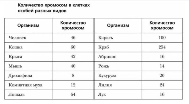 Зрелый эритроцит собаки сколько хромосом. Количество хромосом в клетках организмов разных видов таблица. Таблица количество хромосом в клетках. Количество хромосом у животных таблица. Набор хромосом ху животных таблицага.