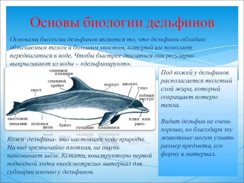 Животные обитатели воды имеют обтекаемую форму тела. Дельфин описание. Общая характеристика дельфинов. Особенности строения дельфина. Дельфин характеристика.