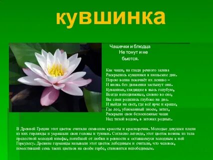 Кувшинка на белорусском языке перевод