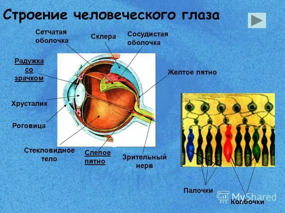 Строение глаза человека 8 класс биология. Структура глаза биология 8 класс. Строение человеческого глаза. Строение глаза биология.