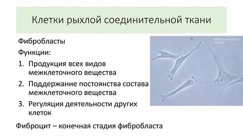 Какие ткани рыхлые
