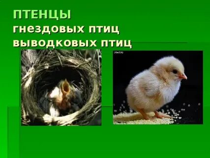Птенцы выводковые и гнездовые