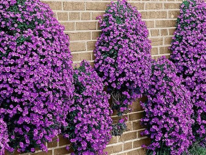 Обриета аубреция многолетняя. Обриета лазурный берег. Обриета дельтовидная. Обриета пурпурный каскад. Обриета адансона кэмпбелла.