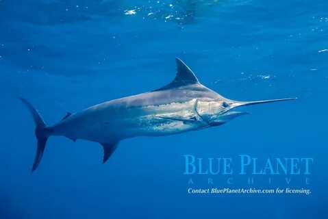 Marlin 1