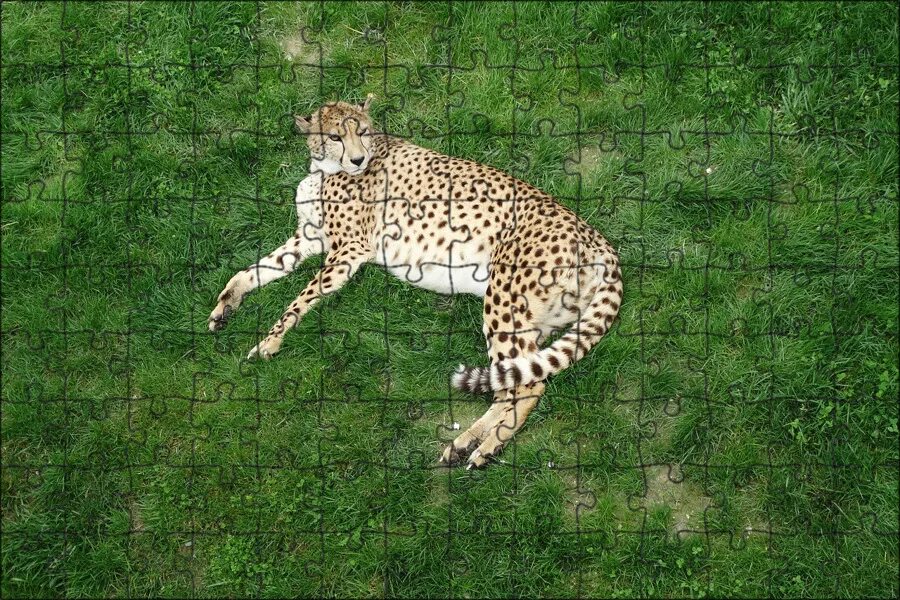 Величественный ягуар. Постер "леопард". Animal from. Большие кошки. Африканский леопард в джунглях.