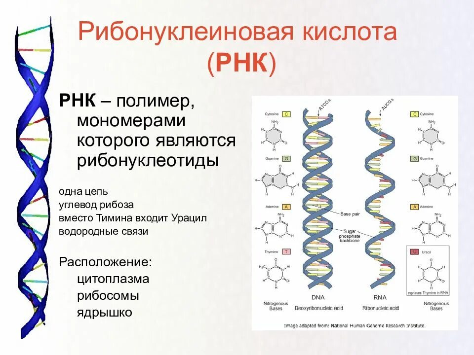 Палиндромы нуклеиновых кислот. Рнк структура молекулы рнк. одноцепочечная структура рнк. структура рибонуклеиновых кислот (рнк).. рибонуклеиновая кислота рнк строение.
