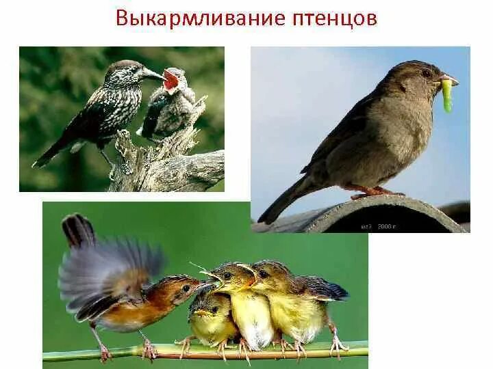 Выкармливание птенцов