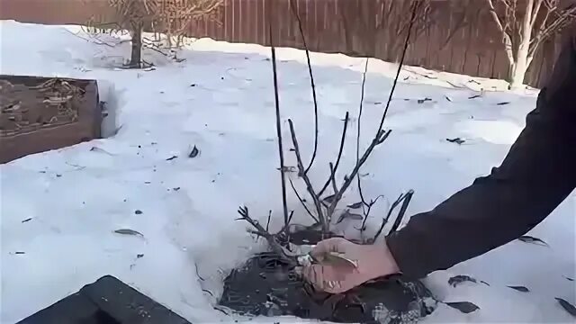 Обрезка метельчатой гортензии осенью видео