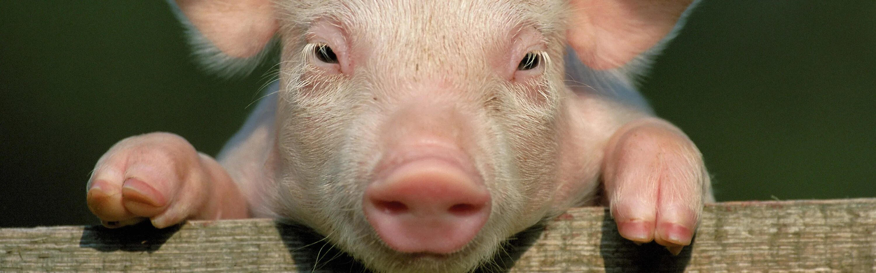 Pig looking. Pig looking