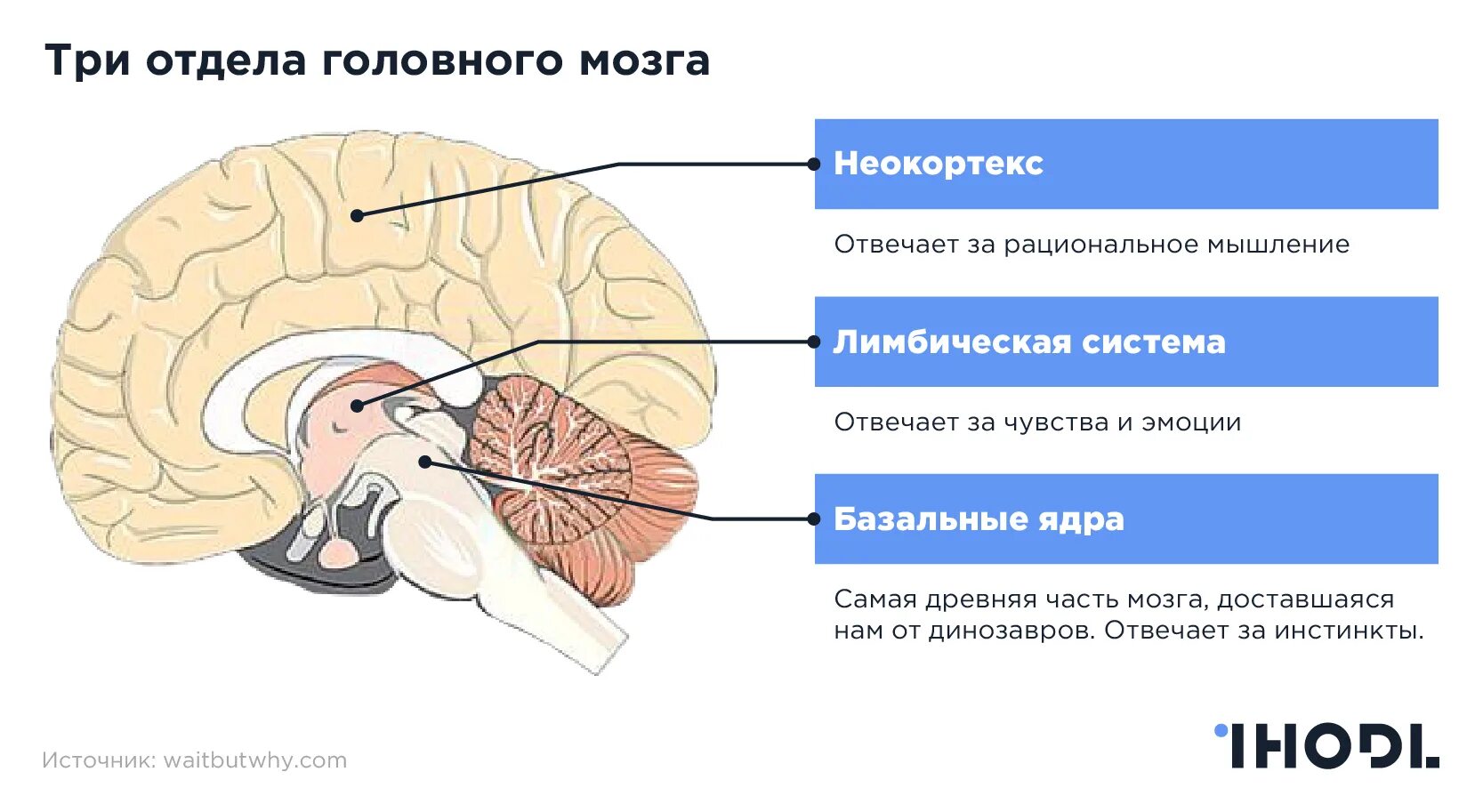 3 слоя мозга. Отделы головного мозга неокортекс. Подкорковые отделы головного мозга. Базальные отделы головного мозга. Подкорковые структуры мозга.
