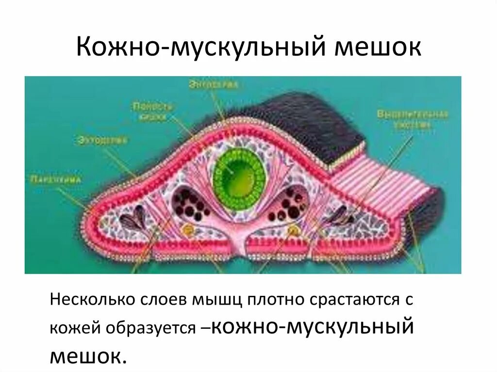 Мускульный мешок круглых червей. Тип плоские черви кожно-мускульный мешок. Кожно мышечный мешок у плоских червей. Молочная планария кожно мускульный мешок. Строение кожно мускульного мешка плоских червей.