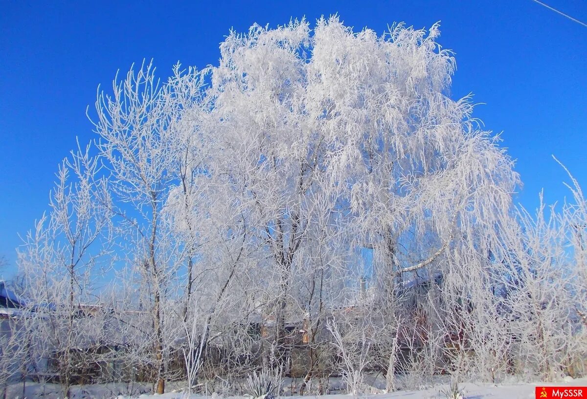 Синяя роща. Синяя береза фото. Березы небо. Синие березы. Березово голубой.