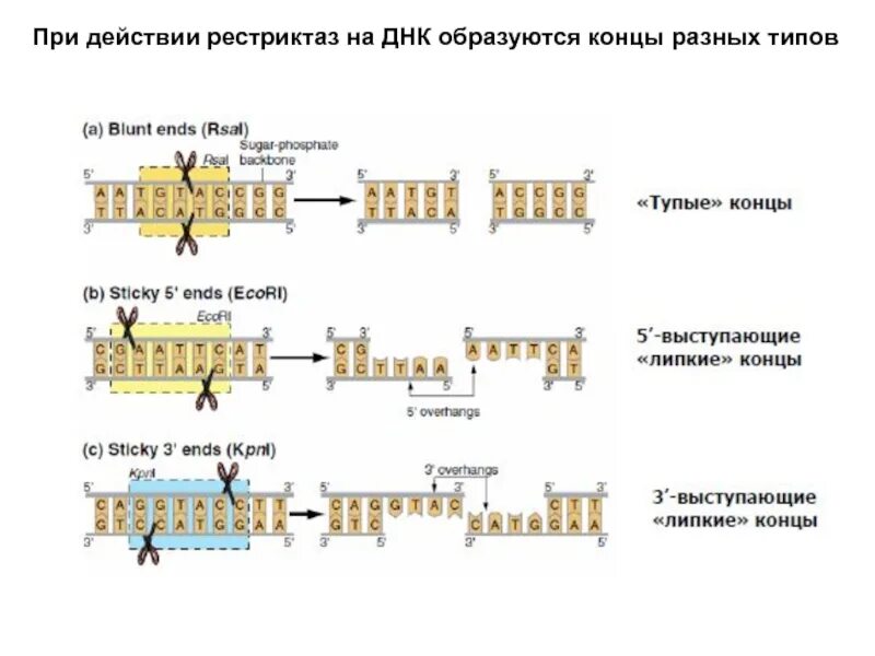 Процесс разрезания молекулы днк с помощью ферментов. Рестрикция ДНК схема. Схема действия рестриктаз. Типы рестриктаз. Механизм действия рестриктаз.