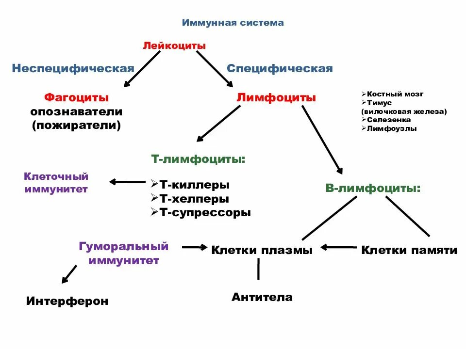 Клетки памяти иммунной системы. Борьба организма с инфекцией иммунитет. Характеристика инфекционного иммунитета. Костный мозг иммунная система. Инфекции иммунных клеток