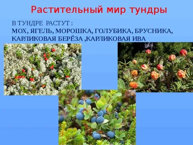 Мох брусника ягель тундра. Ягель, Морошка, брусника. Морошка на ягеле. Морошка карликовая Ива мох. Ошибку для растительного покрова тундры характерно