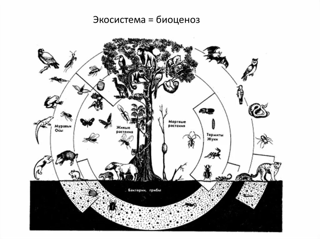 Биоценоз леса схема. Схема биоценоза смешанного леса. Лесная экосистема схема. Развитие биоценоза схема. Биоценоз леса пример