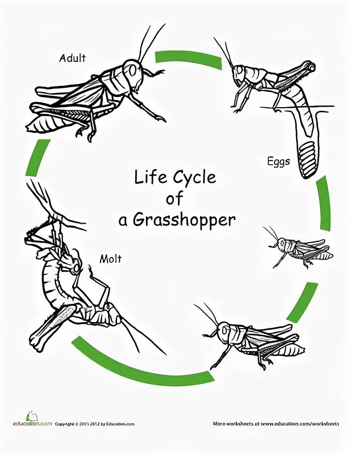 Какое развитие у саранчи. Жизненный цикл кузнечика. Жизненный цикл кузнечика для детей. Цикл развития кузнечика схема. Цикл развития саранчи схема.