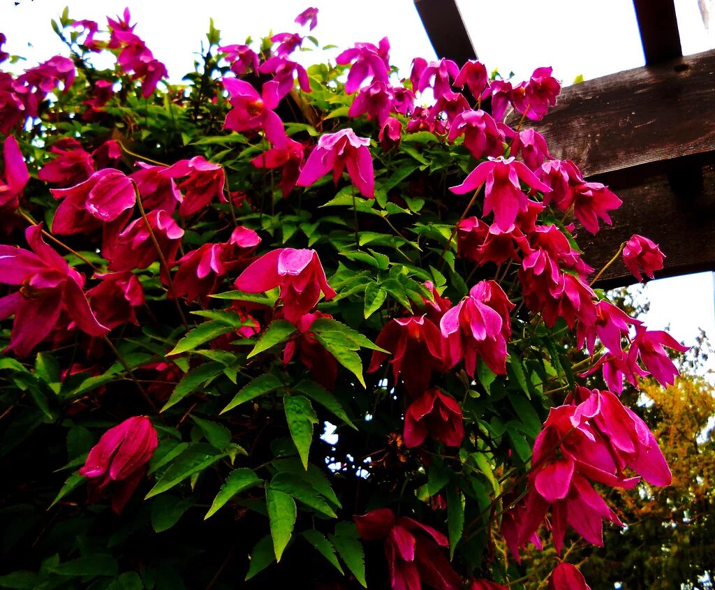 Clematis 'Constance'