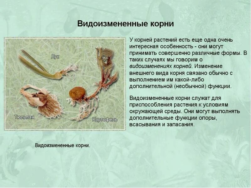 Корни растений. Строение корневища метаморфизированного побега. Подземные органы растений. Метаморфоза корня микориза. Органы растений корень.