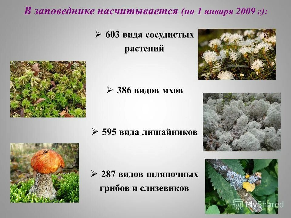 386 видов растений. лапландский заповедник растения. растительный мир. ковыль стифа в природе. 386 видов растений.