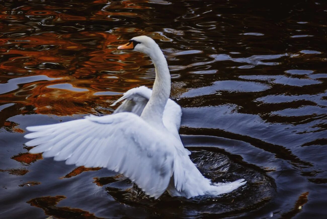 лебедь белая песня.