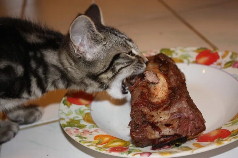 Котята едят сами. Кот кушает. Обожравшийся кот.