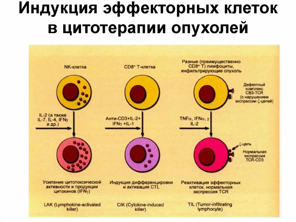 Противоопухолевый иммунитет лимфоциты. Эффекторные механизмы противоопухолевого иммунитета иммунология. Эффекторные клетки клеточного иммунитета. Противоопухолевые клетки иммунной системы. Цитотоксические т клетки