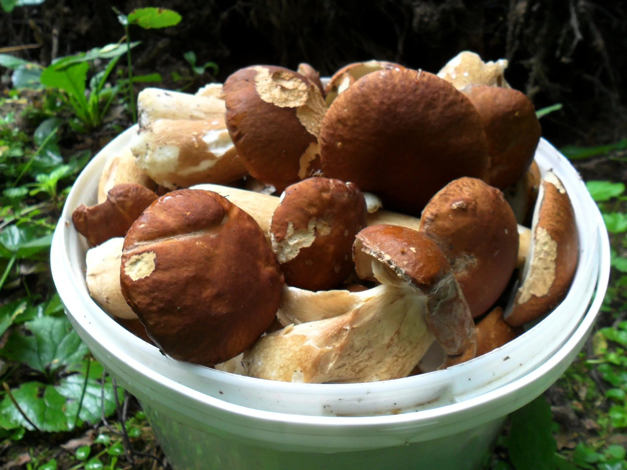 Деревня боровики гродненская область. Деревня боровики гродненская область. Деревня боровики гродненская область. Деревня боровики гродненская область. Деревня боровики беларусь.