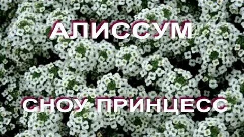 Как черенковать алиссум сноу принцесс