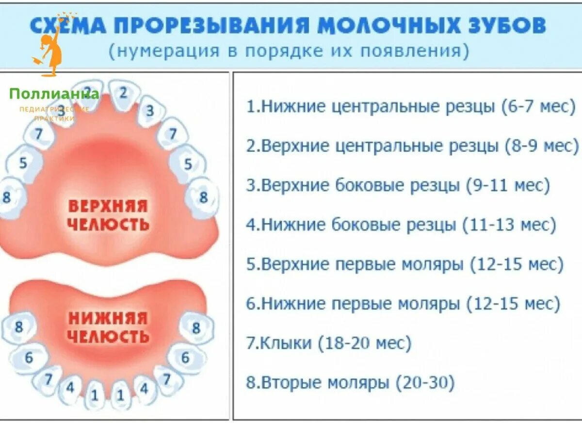 Скольки месяцев режутся зубы. Очерёдность прорезывания зубов у детей. Очерёдность прорезывания зубов у детей молочных. Зубы малыша схема прорезывания. Молочные зубы у детей схема прорезывания.