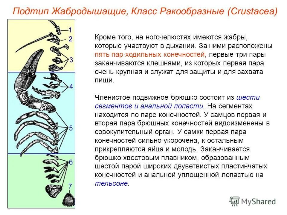 тело у пауко бразных состоит из. 3 пары конечностей имеется. ходильные конечности ракообразных. 3 пары конечностей имеется. брюшко майского жука строение.