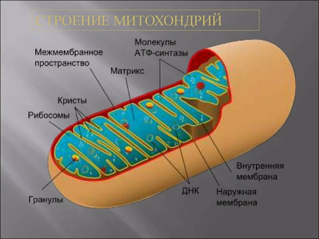 Подробное строение митохондрии. Матрикс митохондрий. Строма митохондрии. Кристы и Матрикс митохондрий. Митохондрия микротрубочка хлоропласт