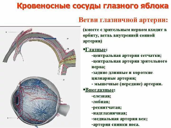 Сосудистая оболочка выберите ответ. Ветви артерии Офтальмика. Конечные ветви глазной артерии. Кровоснабжение глазного яблока анатомия. Наружные мышцы глазного яблока кровоснабжение.