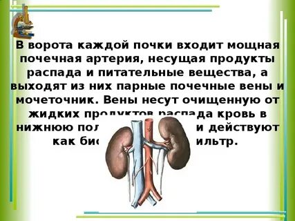 Строение и функции почек биология 8 класс