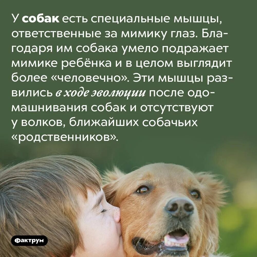 Что нибудь про собак. Интересные статьи про собак. необычные факты о собаках. интересные факты о собаках в картинках. интересные собаки.