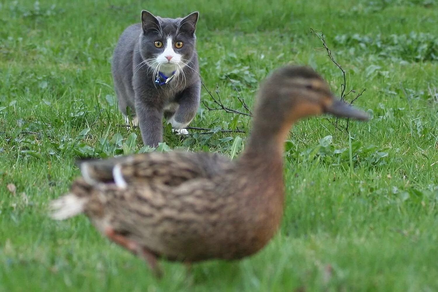 Cat duck. Кот охотится на уток. Кот гуся. Кот и утка. Гусь и утка.