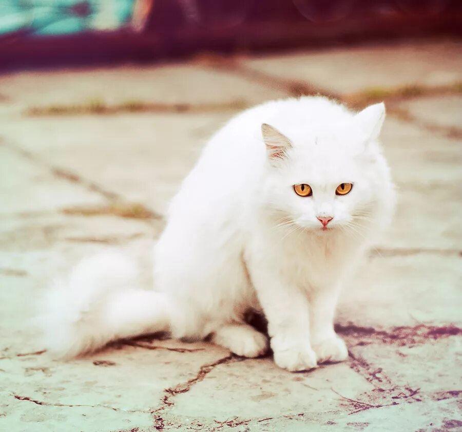 Как сделать белую кошку. Белый ангорский кот. Турецкий ван кедиси белый. Анатолийская кошка белая. Коты породы као мани.